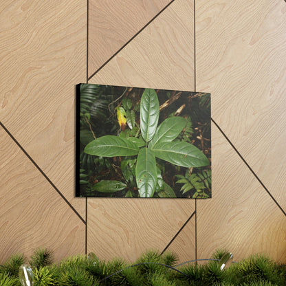 Canvas Gallery Wraps - Forest undergrowth in Tradewinds trail before Maria - when the canopy shaded the ground - 2013 - old pal region - Green Forest Home