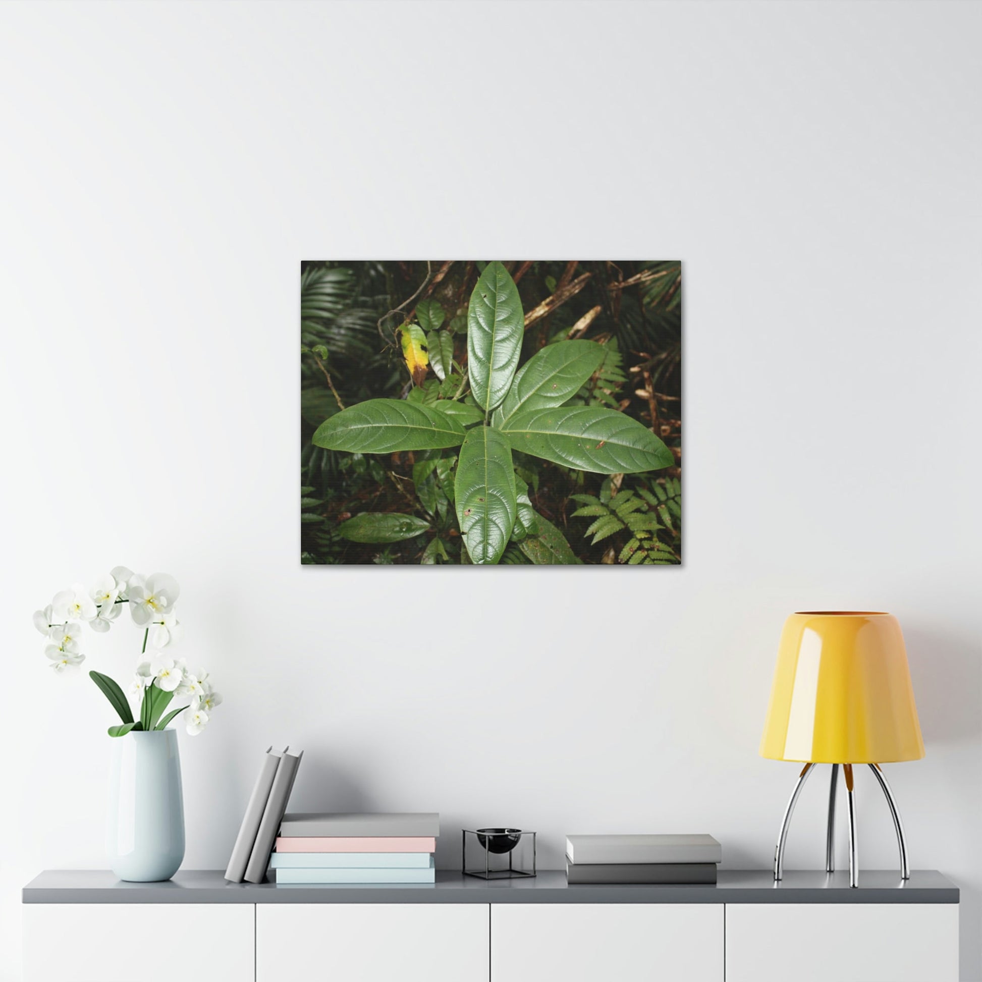 Canvas Gallery Wraps - Forest undergrowth in Tradewinds trail before Maria - when the canopy shaded the ground - 2013 - old pal region - Green Forest Home
