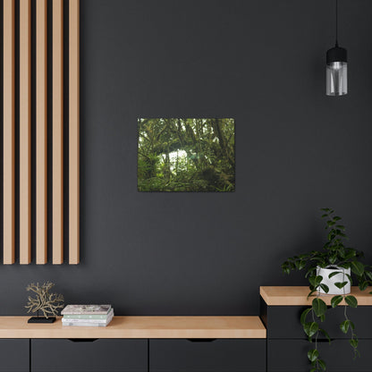 Canvas Gallery Wraps - Forest undergrowth in Tradewinds trail before Maria - when the canopy shaded the ground - 2013 - old pal region - Green Forest Home