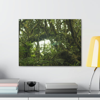 Canvas Gallery Wraps - Forest undergrowth in Tradewinds trail before Maria - when the canopy shaded the ground - 2013 - old pal region - Green Forest Home
