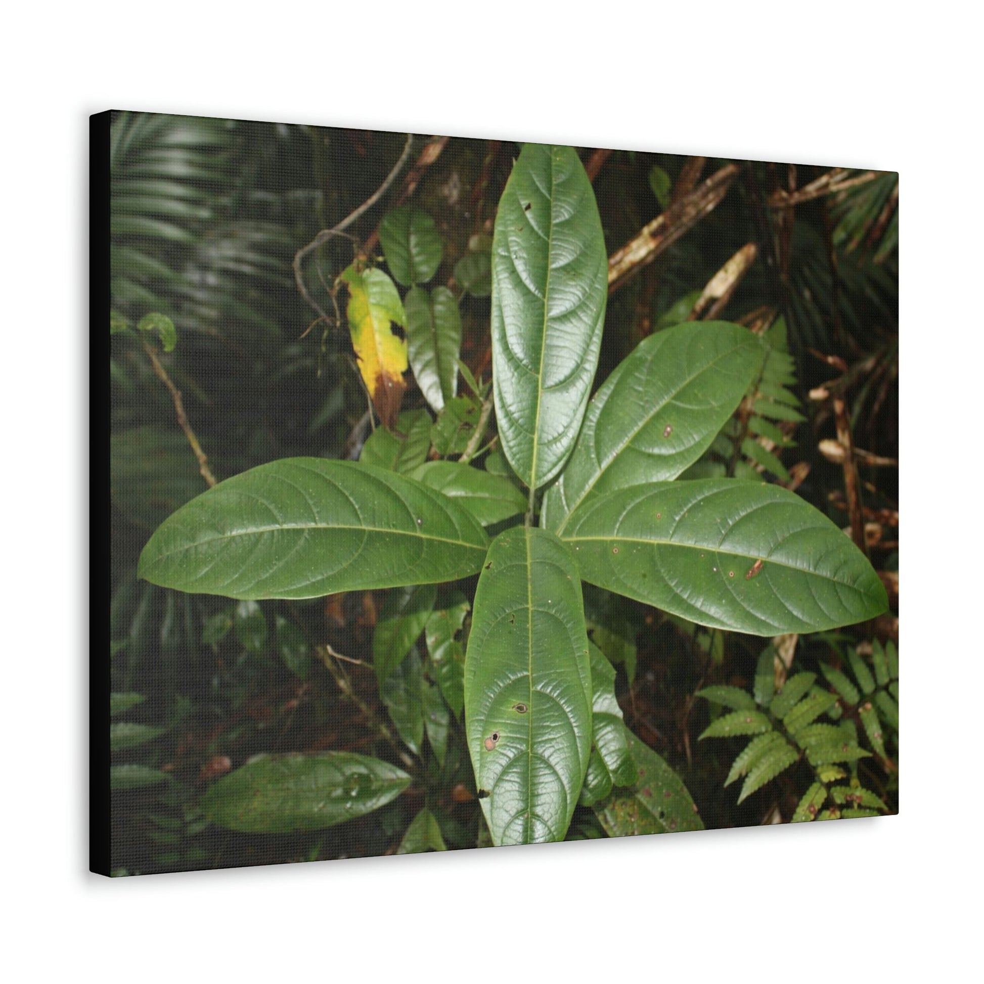 Canvas Gallery Wraps - Forest undergrowth in Tradewinds trail before Maria - when the canopy shaded the ground - 2013 - old pal region - Green Forest Home