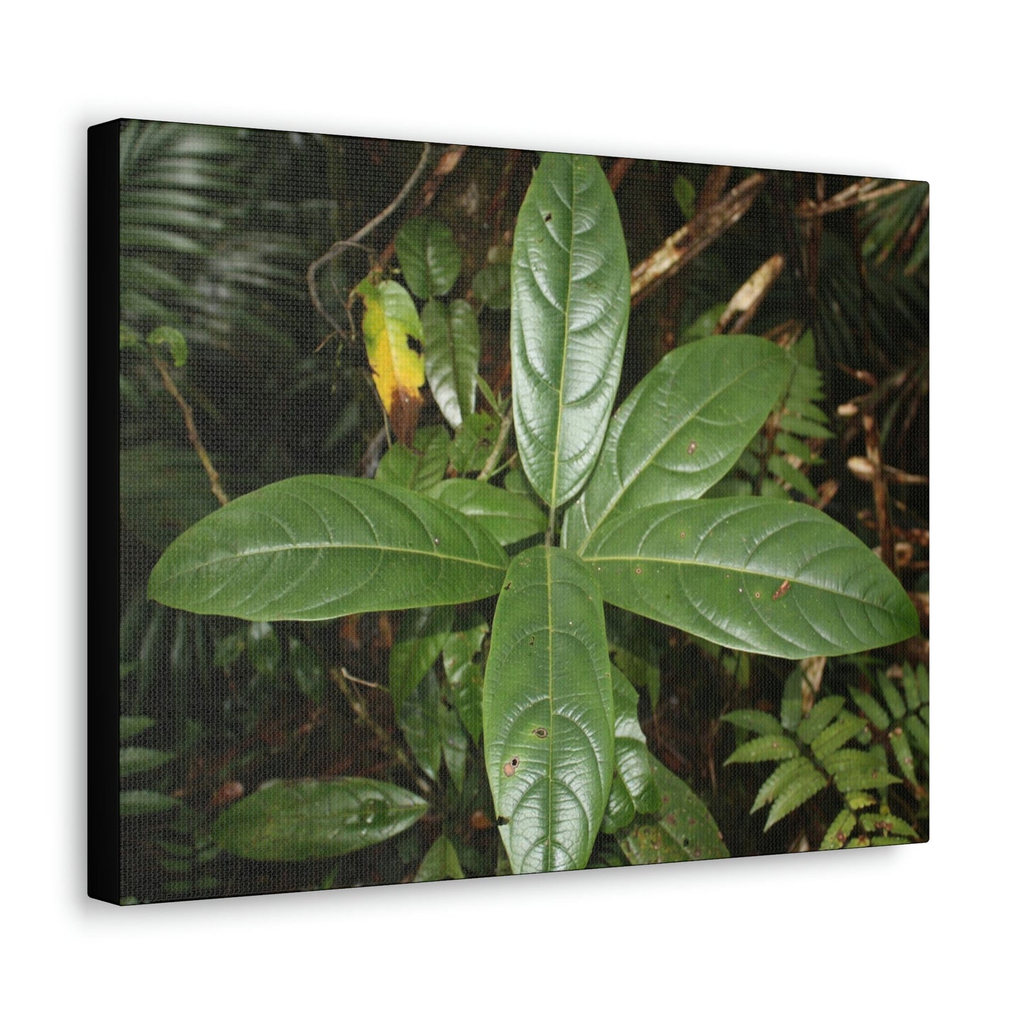 Canvas Gallery Wraps - Forest undergrowth in Tradewinds trail before Maria - when the canopy shaded the ground - 2013 - old pal region - Green Forest Home