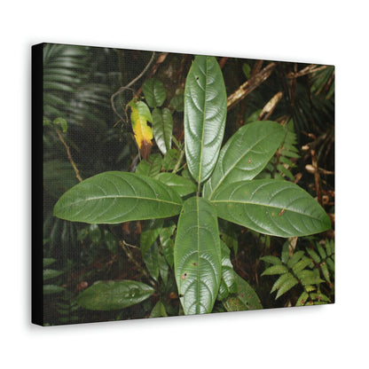 Canvas Gallery Wraps - Forest undergrowth in Tradewinds trail before Maria - when the canopy shaded the ground - 2013 - old pal region - Green Forest Home