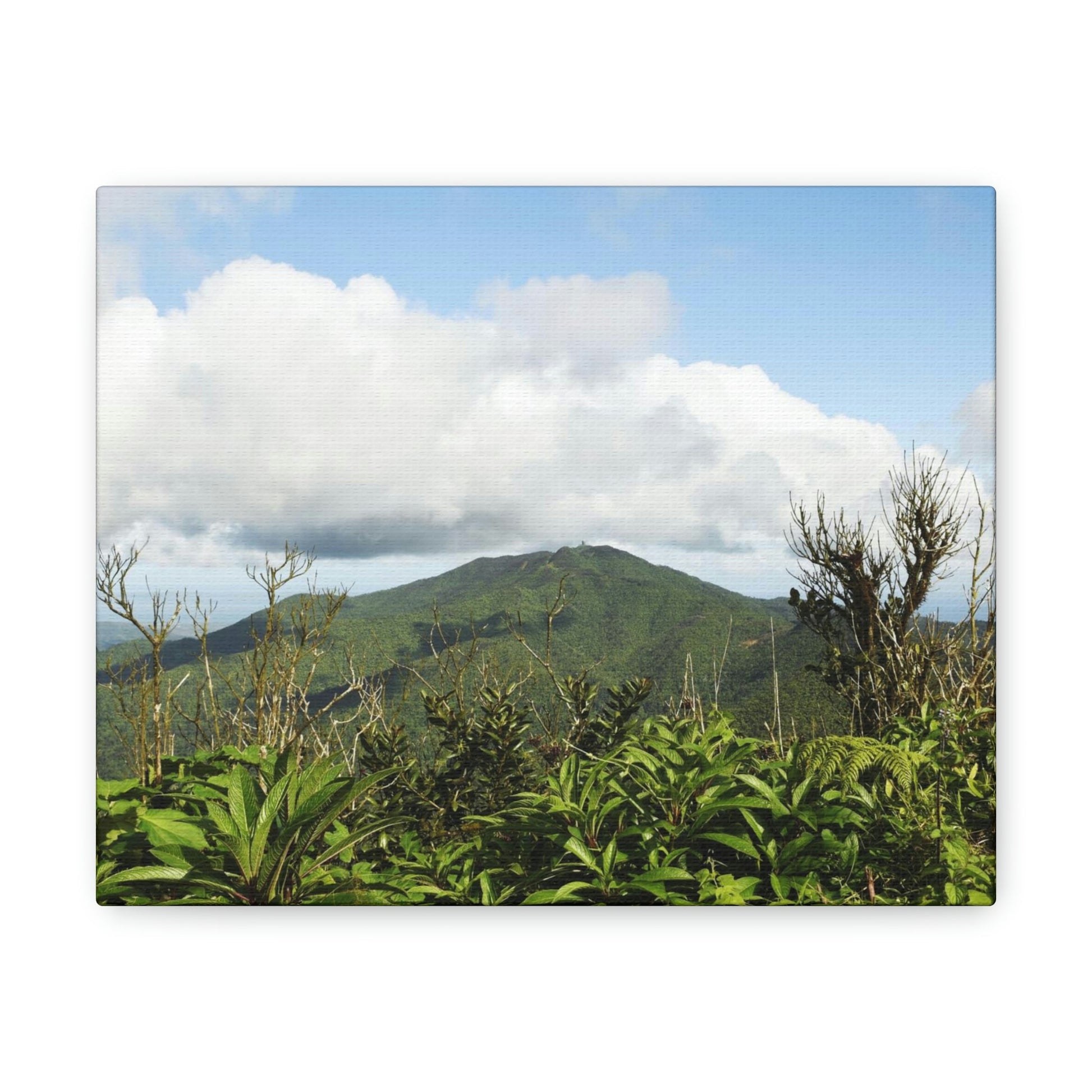 Canvas Gallery Wraps Series - Views of El Yunque rain forest Puerto Rico - Green Forest Home