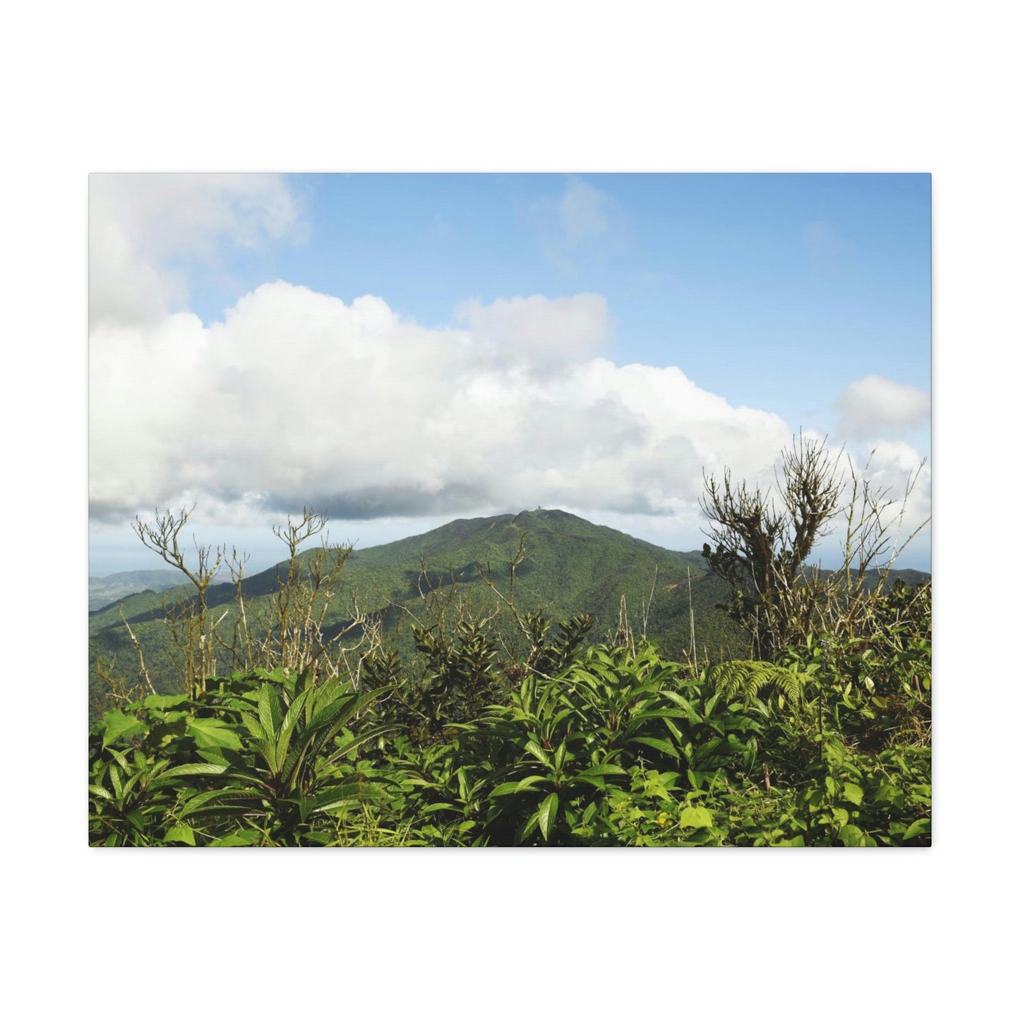 Canvas Gallery Wraps Series - Views of El Yunque rain forest Puerto Rico - Green Forest Home