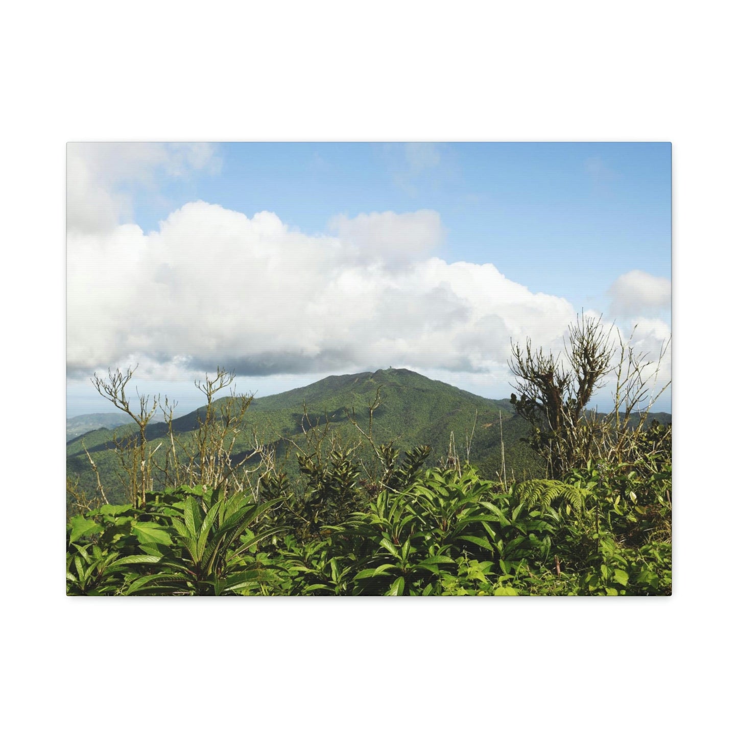 Canvas Gallery Wraps Series - Views of El Yunque rain forest Puerto Rico - Green Forest Home