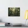 Canvas Gallery Wraps - The Magic Cloud forest at sunset in Tradewinds trail before Maria - 2013 - old pal region - Green Forest Home