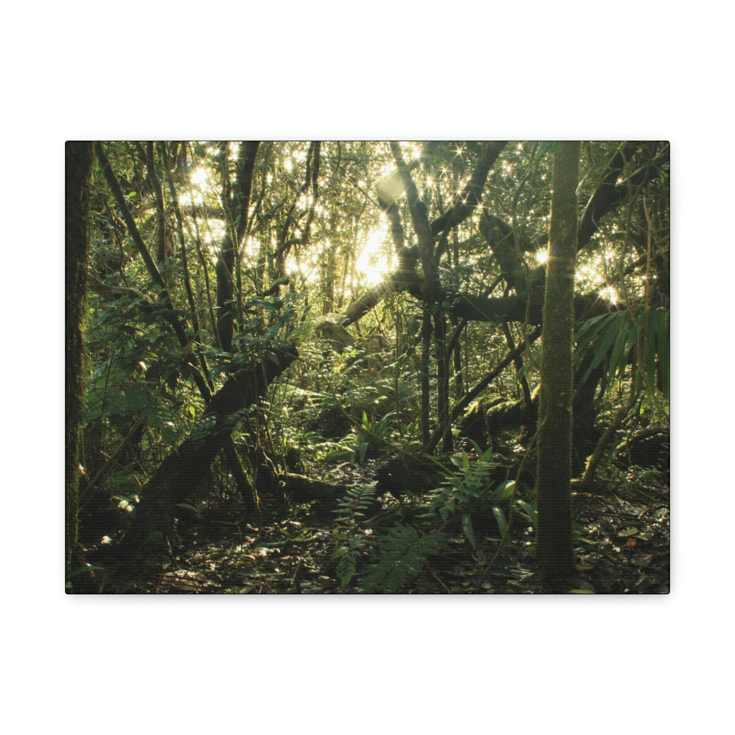 Canvas Gallery Wraps - The Magic Cloud forest at sunset in Tradewinds trail before Maria - 2013 - old pal region - Green Forest Home