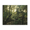 Canvas Gallery Wraps - The Magic Cloud forest at sunset in Tradewinds trail before Maria - 2013 - old pal region - Green Forest Home