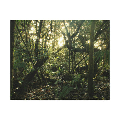 Canvas Gallery Wraps - The Magic Cloud forest at sunset in Tradewinds trail before Maria - 2013 - old pal region - Green Forest Home