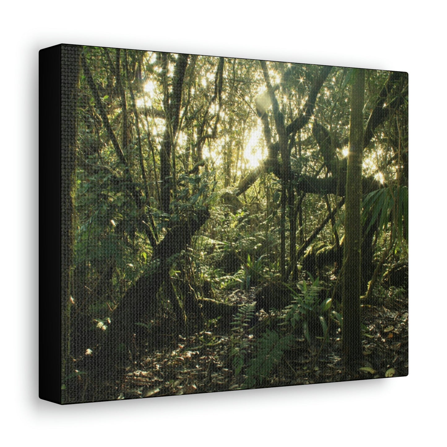 Canvas Gallery Wraps - The Magic Cloud forest at sunset in Tradewinds trail before Maria - 2013 - old pal region - Green Forest Home