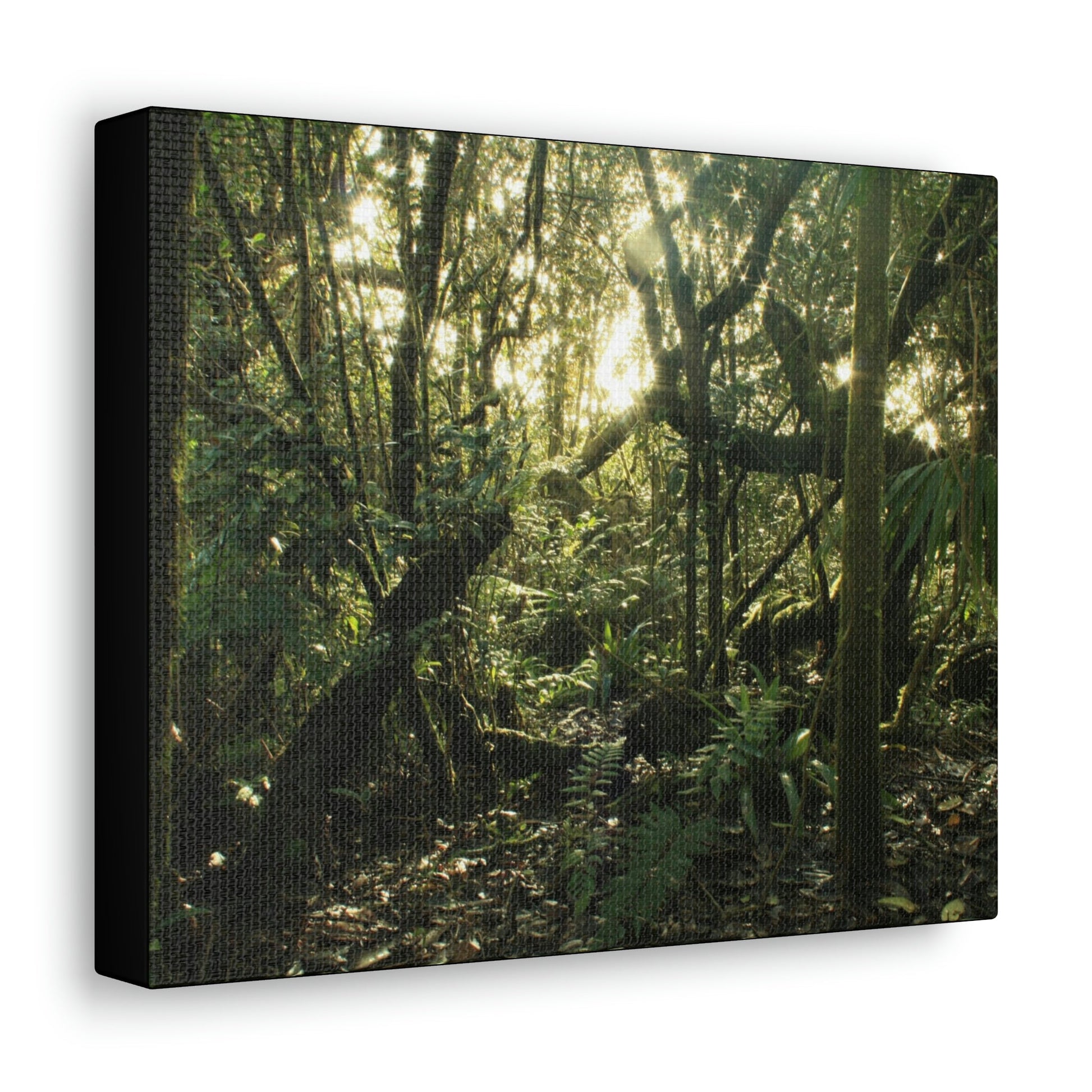 Canvas Gallery Wraps - The Magic Cloud forest at sunset in Tradewinds trail before Maria - 2013 - old pal region - Green Forest Home