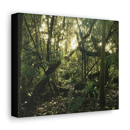 Canvas Gallery Wraps - The Magic Cloud forest at sunset in Tradewinds trail before Maria - 2013 - old pal region - Green Forest Home