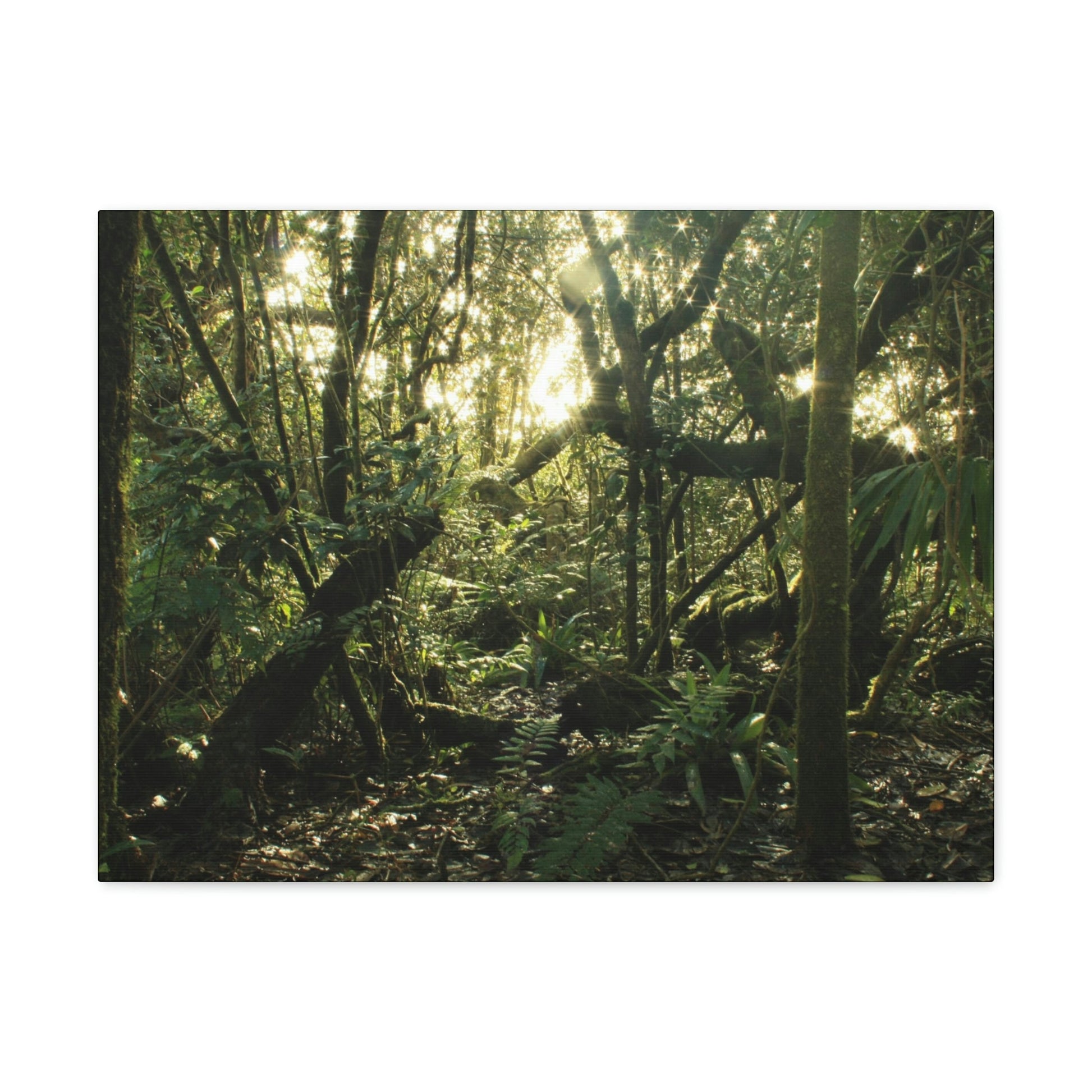 Canvas Gallery Wraps - The Magic Cloud forest at sunset in Tradewinds trail before Maria - 2013 - old pal region - Green Forest Home