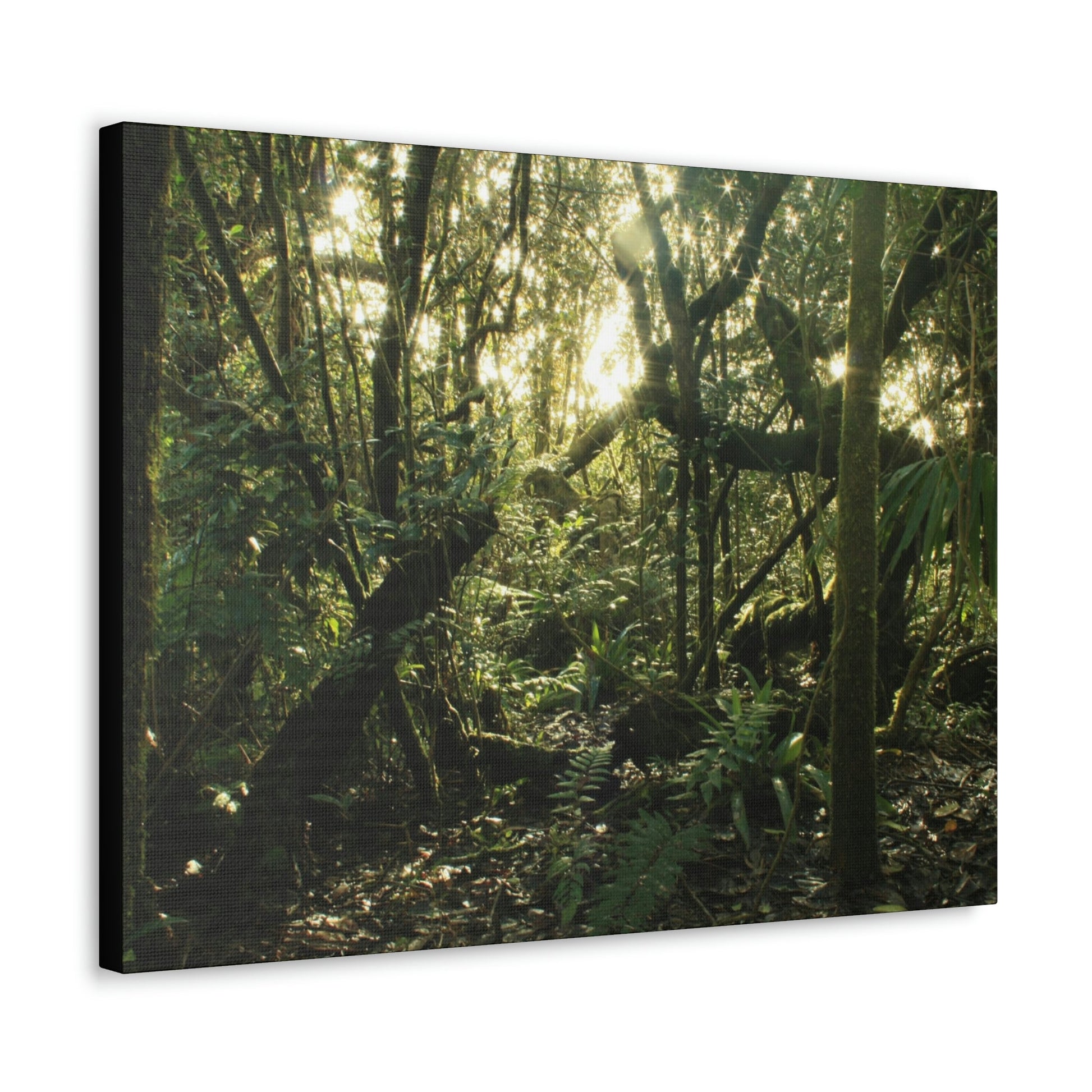 Canvas Gallery Wraps - The Magic Cloud forest at sunset in Tradewinds trail before Maria - 2013 - old pal region - Green Forest Home