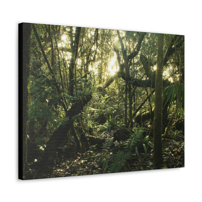 Canvas Gallery Wraps - The Magic Cloud forest at sunset in Tradewinds trail before Maria - 2013 - old pal region - Green Forest Home
