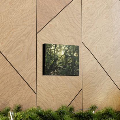 Canvas Gallery Wraps - The Magic Cloud forest at sunset in Tradewinds trail before Maria - 2013 - old pal region - Green Forest Home