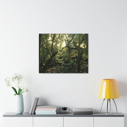 Canvas Gallery Wraps - The Magic Cloud forest at sunset in Tradewinds trail before Maria - 2013 - old pal region - Green Forest Home