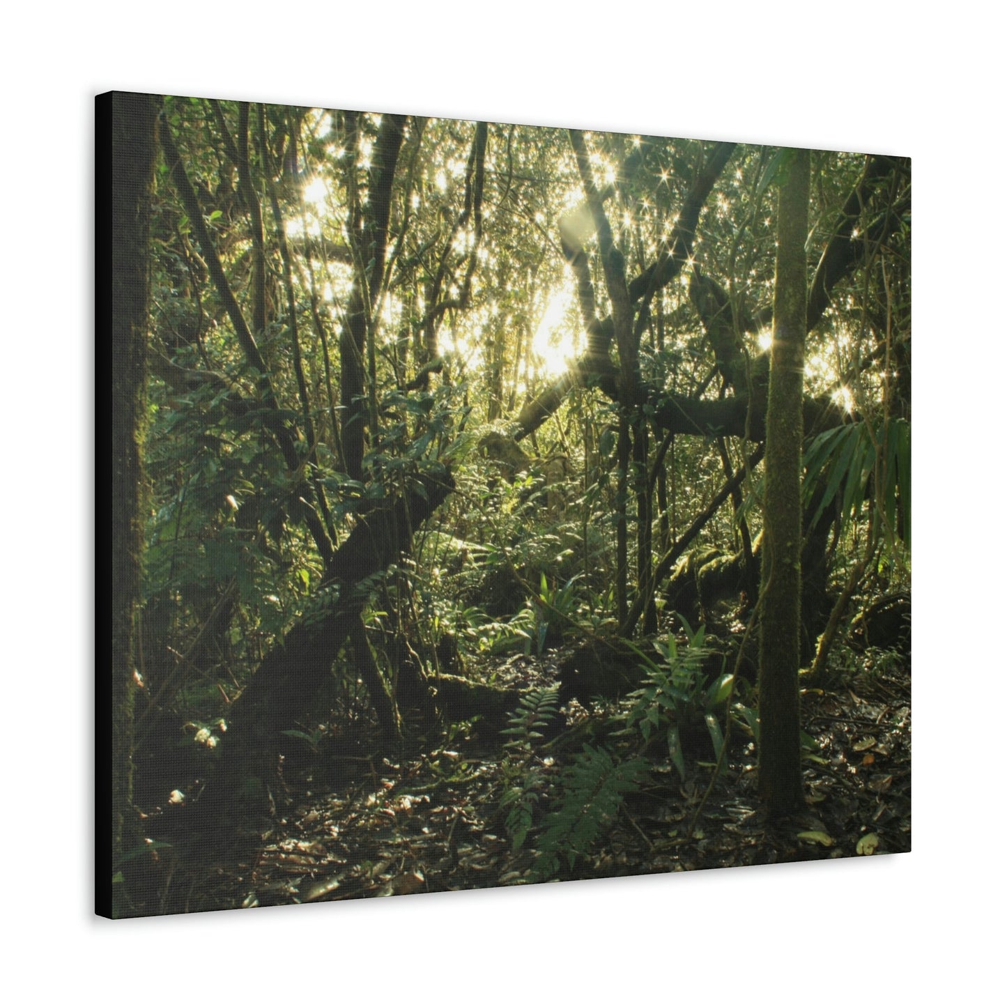 Canvas Gallery Wraps - The Magic Cloud forest at sunset in Tradewinds trail before Maria - 2013 - old pal region - Green Forest Home
