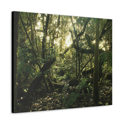 Canvas Gallery Wraps - The Magic Cloud forest at sunset in Tradewinds trail before Maria - 2013 - old pal region - Green Forest Home