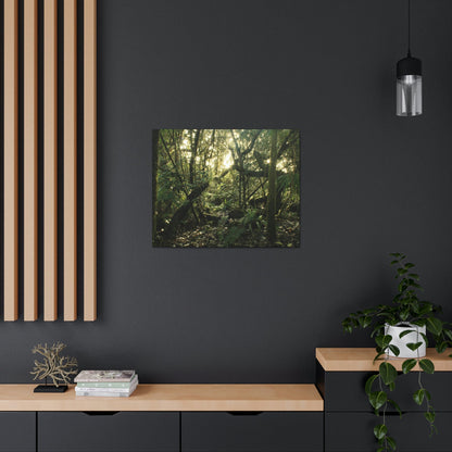 Canvas Gallery Wraps - The Magic Cloud forest at sunset in Tradewinds trail before Maria - 2013 - old pal region - Green Forest Home