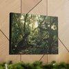 Canvas Gallery Wraps - The Magic Cloud forest at sunset in Tradewinds trail before Maria - 2013 - old pal region - Green Forest Home
