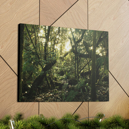 Canvas Gallery Wraps - The Magic Cloud forest at sunset in Tradewinds trail before Maria - 2013 - old pal region - Green Forest Home
