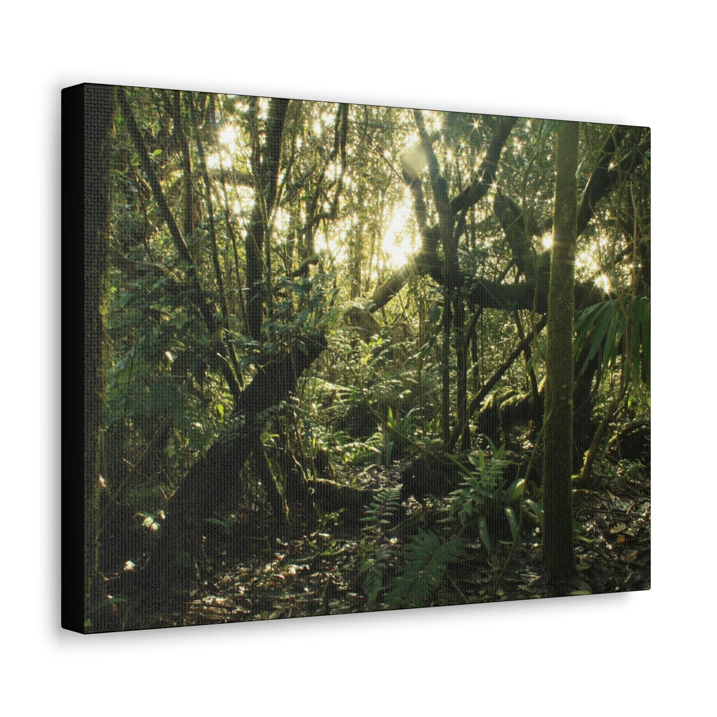 Canvas Gallery Wraps - The Magic Cloud forest at sunset in Tradewinds trail before Maria - 2013 - old pal region - Green Forest Home