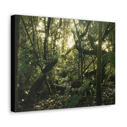 Canvas Gallery Wraps - The Magic Cloud forest at sunset in Tradewinds trail before Maria - 2013 - old pal region - Green Forest Home