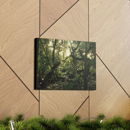 Canvas Gallery Wraps - The Magic Cloud forest at sunset in Tradewinds trail before Maria - 2013 - old pal region - Green Forest Home