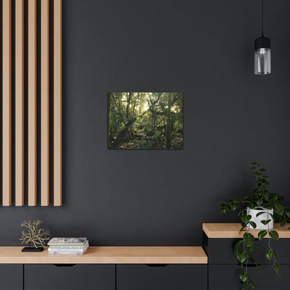 Canvas Gallery Wraps - The Magic Cloud forest at sunset in Tradewinds trail before Maria - 2013 - old pal region - Green Forest Home