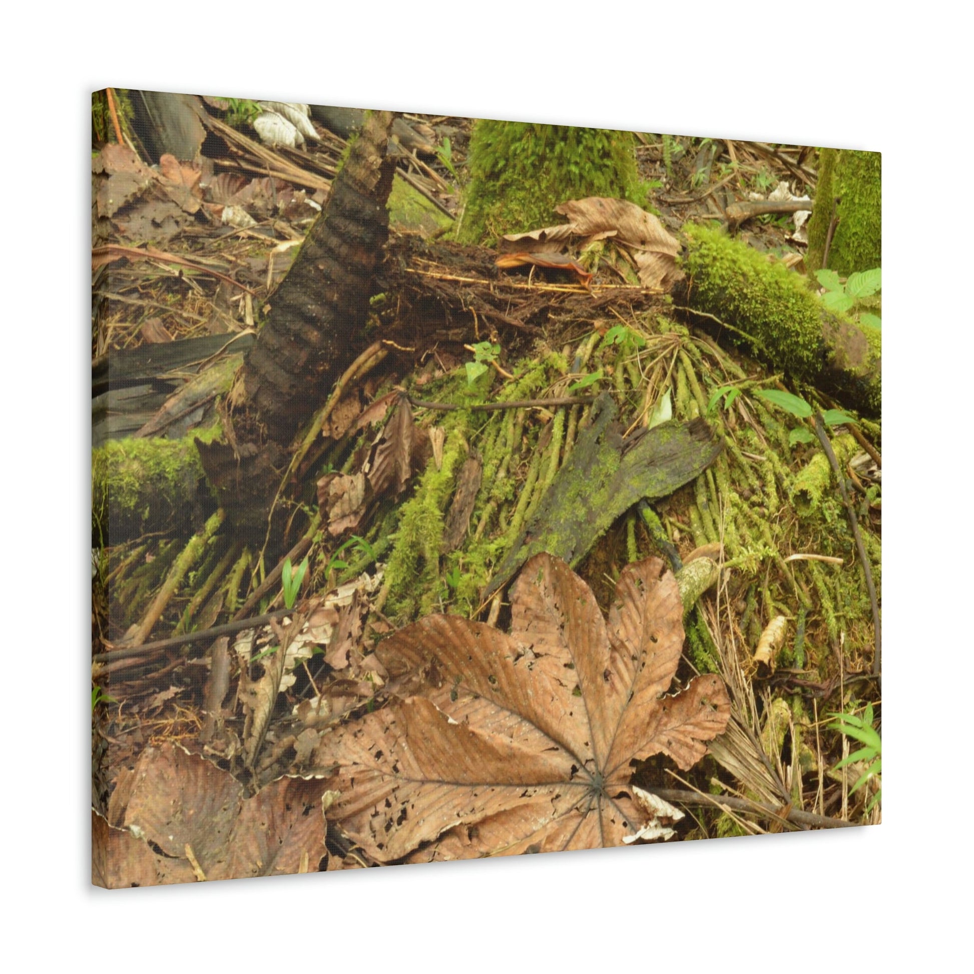 Canvas Gallery Wraps - The Sierra Palm forest - decaying palm - in El Yunque rainforest PR - Green Forest Home