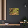 Canvas Gallery Wraps - The Sierra Palm forest - decaying palm - in El Yunque rainforest PR - Green Forest Home