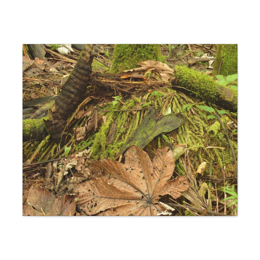 Canvas Gallery Wraps - The Sierra Palm forest - decaying palm - in El Yunque rainforest PR - Green Forest Home