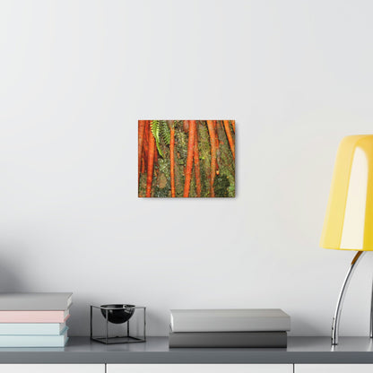 Canvas Gallery Wraps - The strong roots of the Sierra Palm - that can wisthand hurricane force winds! - Green Forest Home