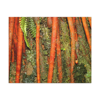 Canvas Gallery Wraps - The strong roots of the Sierra Palm - that can wisthand hurricane force winds! - Green Forest Home
