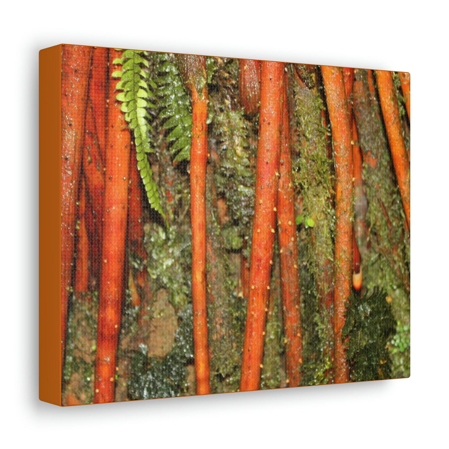 Canvas Gallery Wraps - The strong roots of the Sierra Palm - that can wisthand hurricane force winds! - Green Forest Home