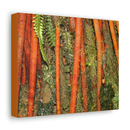 Canvas Gallery Wraps - The strong roots of the Sierra Palm - that can wisthand hurricane force winds! - Green Forest Home