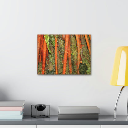 Canvas Gallery Wraps - The strong roots of the Sierra Palm - that can wisthand hurricane force winds! - Green Forest Home