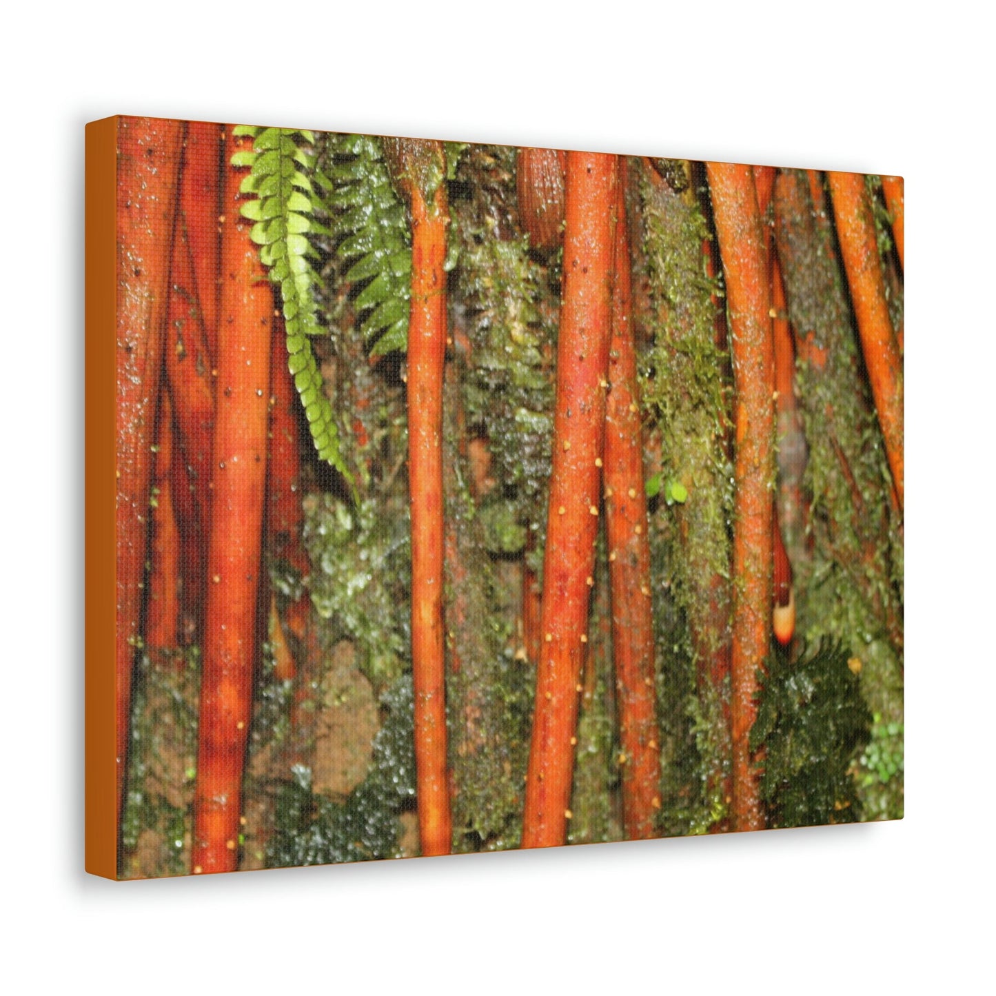 Canvas Gallery Wraps - The strong roots of the Sierra Palm - that can wisthand hurricane force winds! - Green Forest Home
