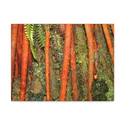 Canvas Gallery Wraps - The strong roots of the Sierra Palm - that can wisthand hurricane force winds! - Green Forest Home