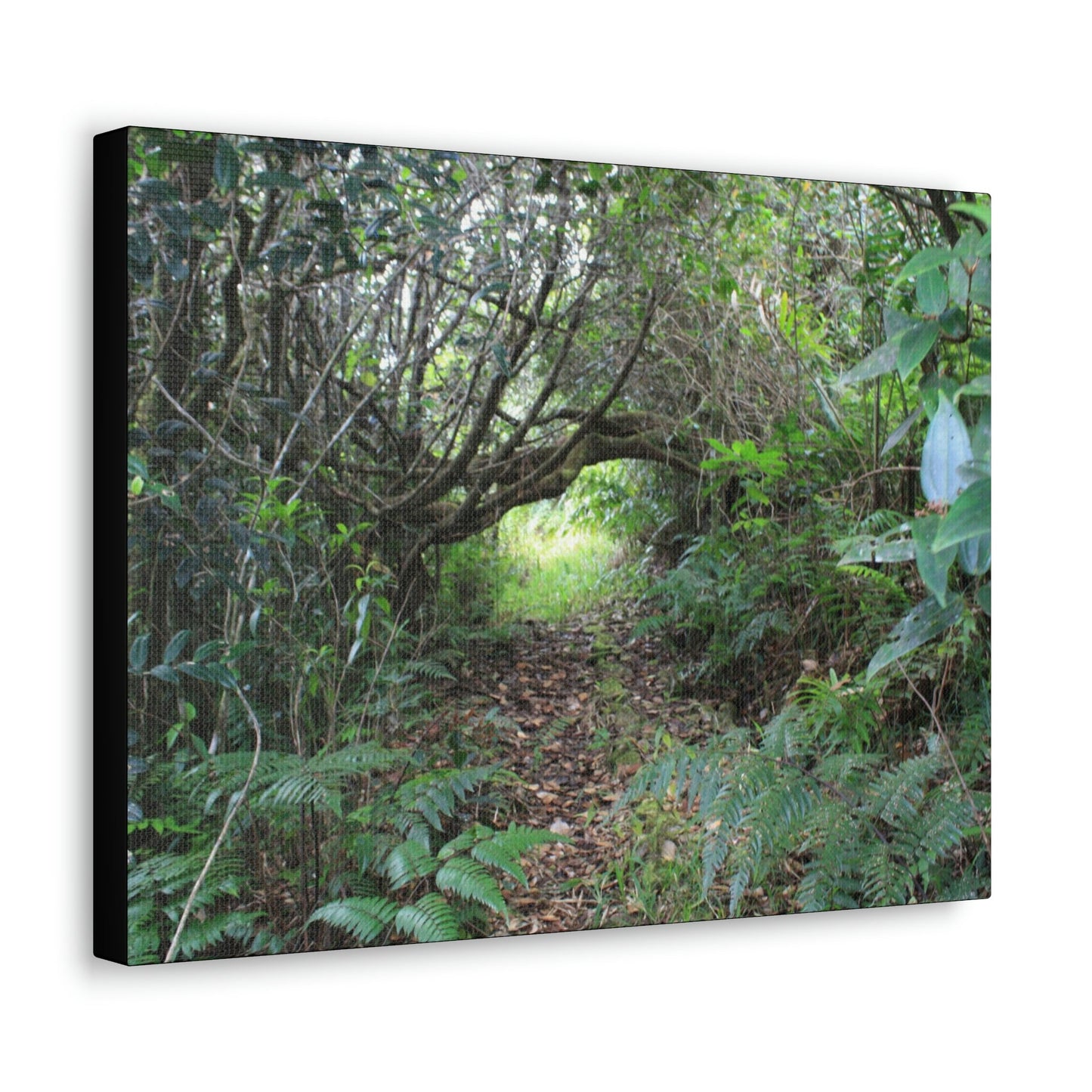 Canvas Gallery Wraps - The Tradewinds trail before Hurricane Maria - 2013 - old pal region - Green Forest Home