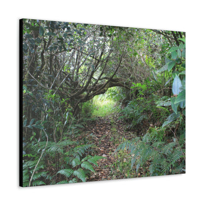 Canvas Gallery Wraps - The Tradewinds trail before Hurricane Maria - 2013 - old pal region - Green Forest Home