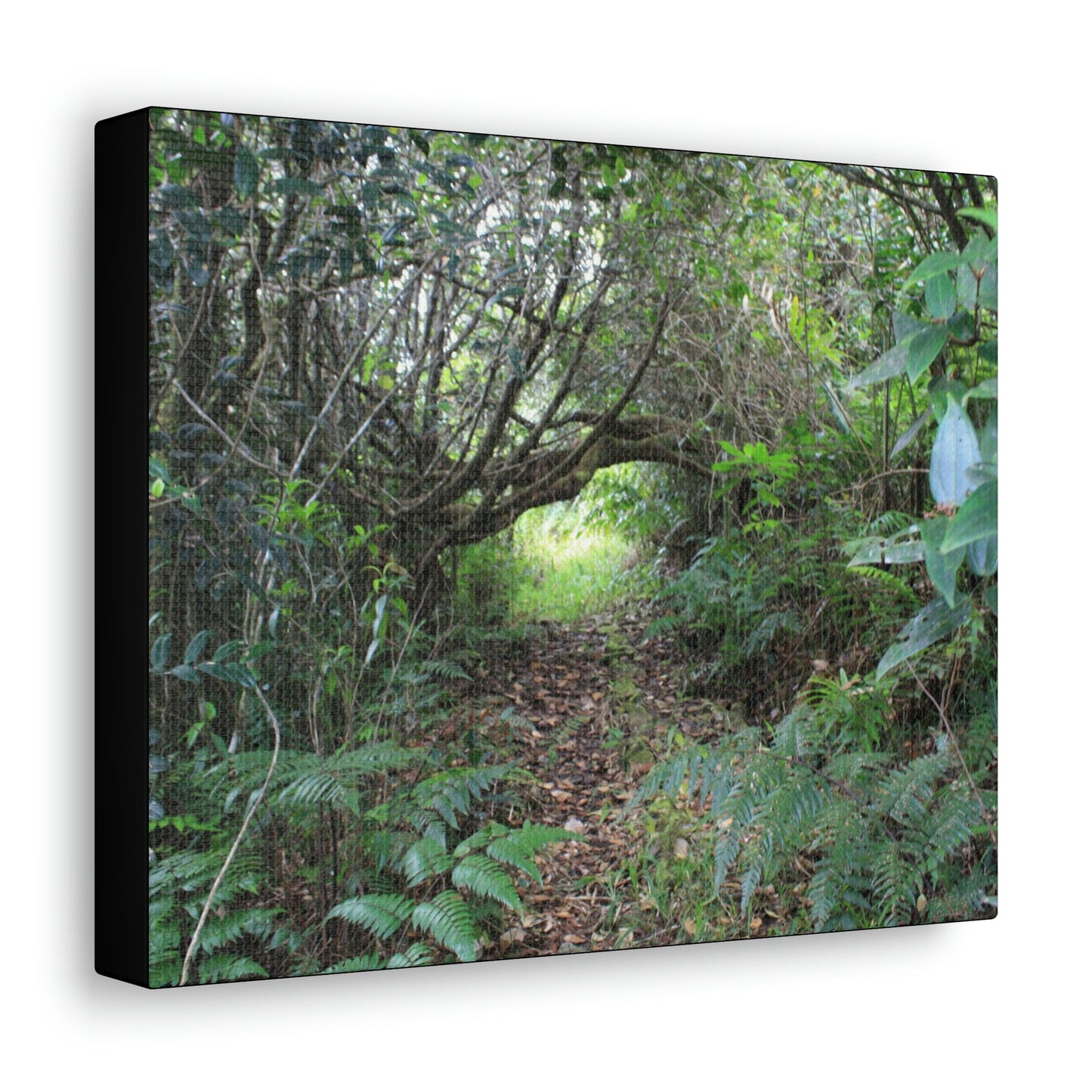 Canvas Gallery Wraps - The Tradewinds trail before Hurricane Maria - 2013 - old pal region - Green Forest Home