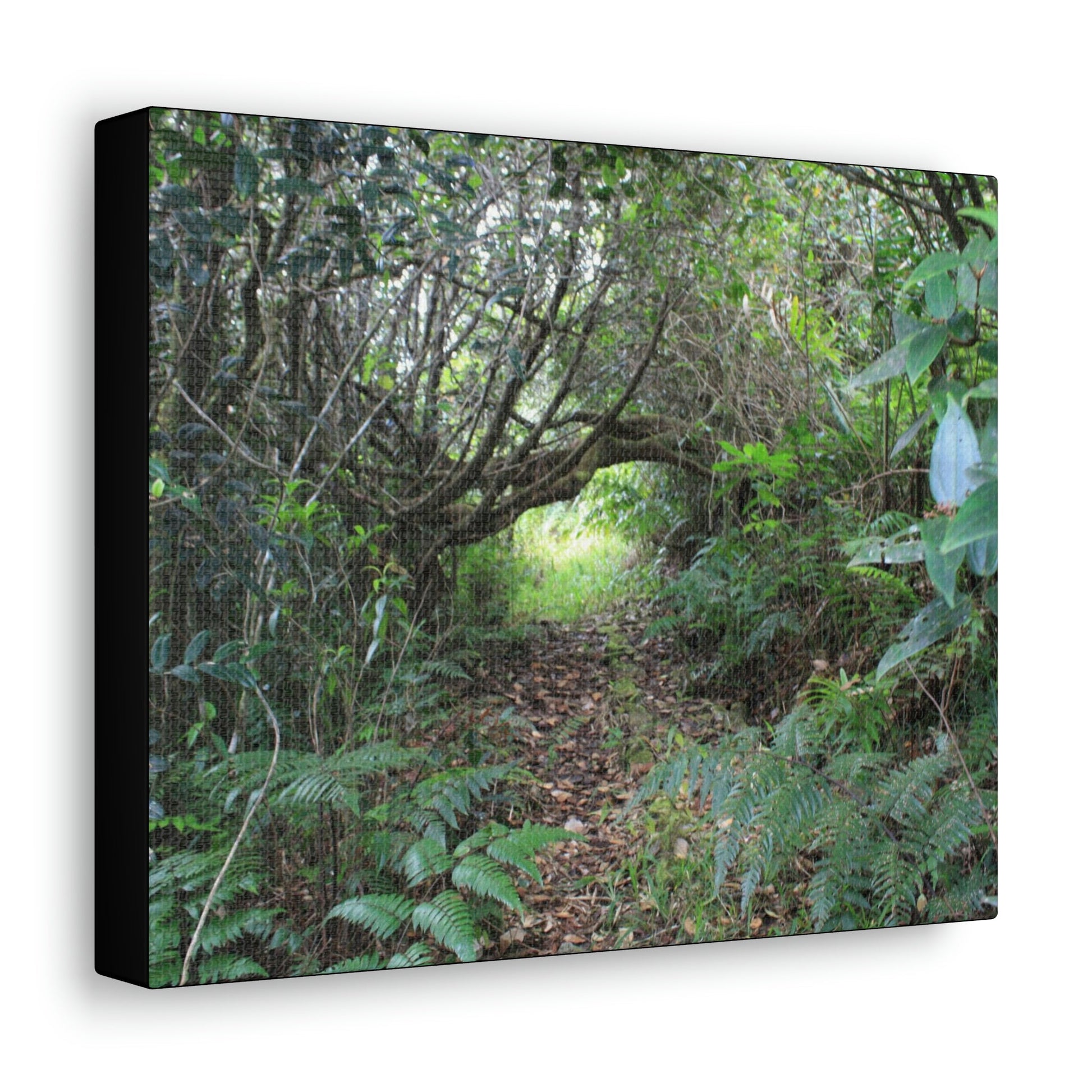 Canvas Gallery Wraps - The Tradewinds trail before Hurricane Maria - 2013 - old pal region - Green Forest Home