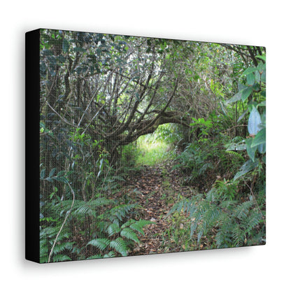 Canvas Gallery Wraps - The Tradewinds trail before Hurricane Maria - 2013 - old pal region - Green Forest Home