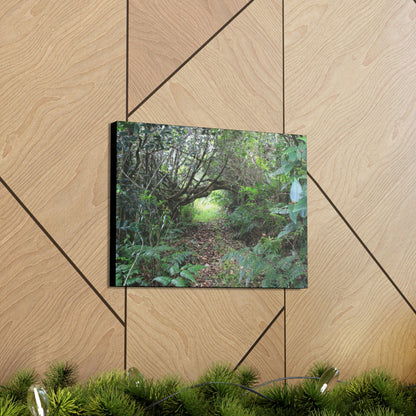 Canvas Gallery Wraps - The Tradewinds trail before Hurricane Maria - 2013 - old pal region - Green Forest Home
