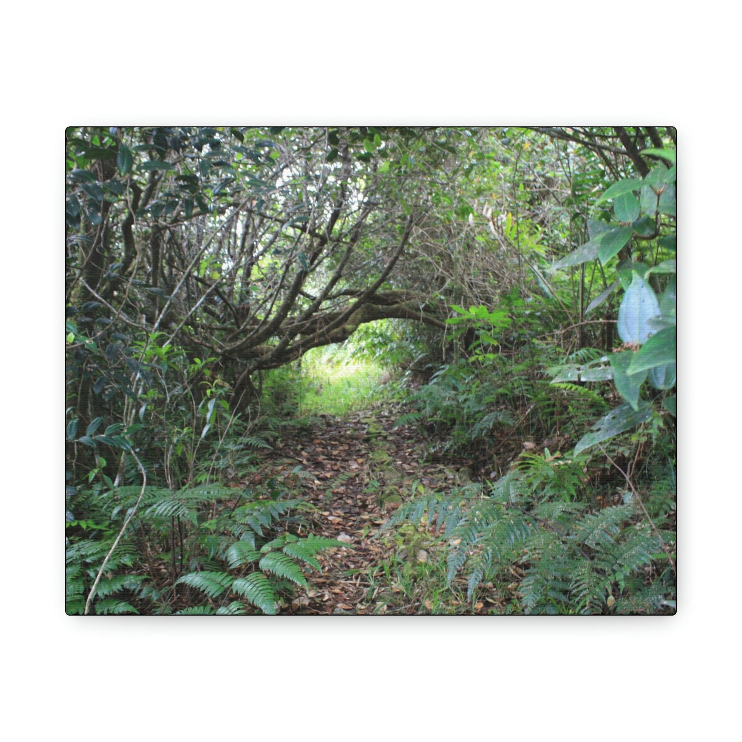 Canvas Gallery Wraps - The Tradewinds trail before Hurricane Maria - 2013 - old pal region - Green Forest Home