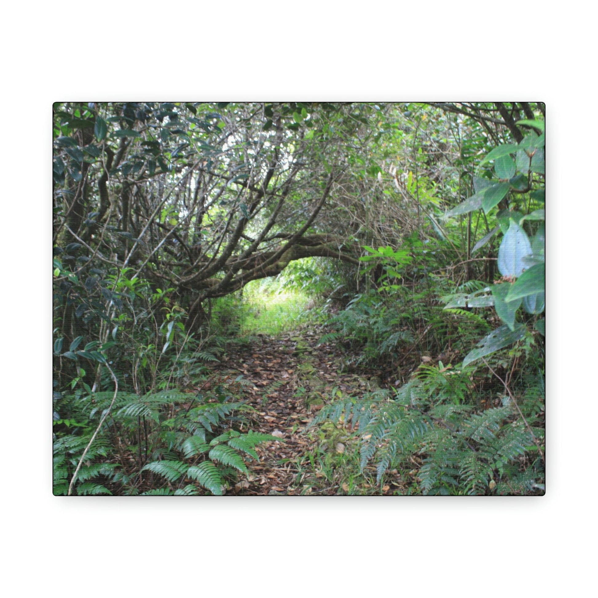 Canvas Gallery Wraps - The Tradewinds trail before Hurricane Maria - 2013 - old pal region - Green Forest Home