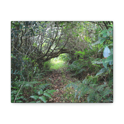 Canvas Gallery Wraps - The Tradewinds trail before Hurricane Maria - 2013 - old pal region - Green Forest Home